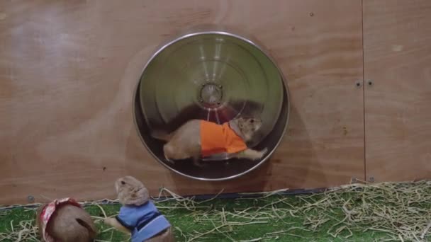 Prairie Dog Play Wheel Small Mammals Same Family Squirrels — ストック動画