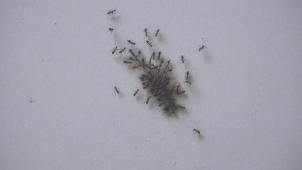 Black Ants Eating Remains Lizard — Stok video