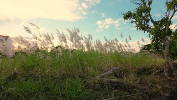 Der Natur Schwankt Das Gras Wind Und Der Sonne Man — Stockvideo