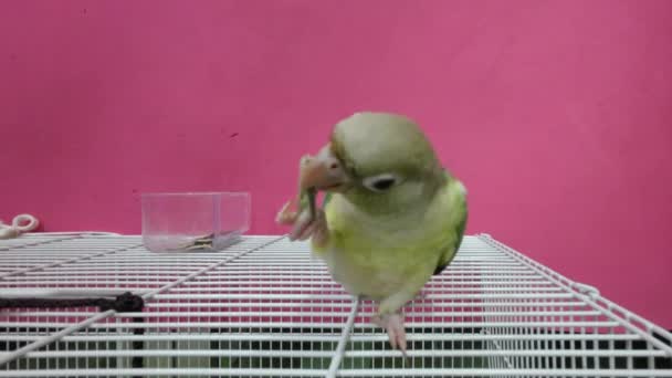 Green Cheeked Parakeet Green Cheeked Conure Use Feet Grab Sunflower — Stock Video