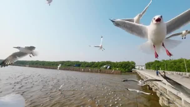 Gaivotas Voando Contra Fundo Céu Rebanho Pássaros Voa Ventos Fortes — Vídeo de Stock