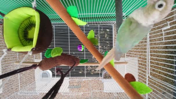 Green Cheeked Parakeet Green Cheeked Conure Walking Cage Top View — Video Stock