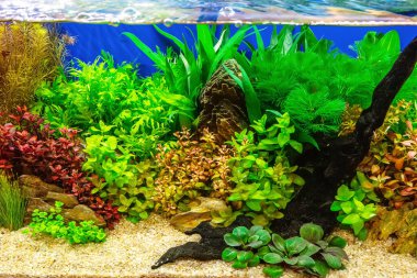 Su altı manzarası doğa akvaryum akvaryum akvaryumu çeşitli su bitkileri, taşlar ve bitki süslemeleri ile.