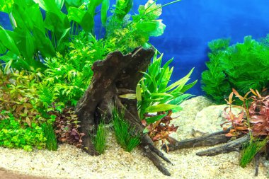 Su altı manzarası doğa akvaryum akvaryum akvaryumu çeşitli su bitkileri, taşlar ve bitki süslemeleri ile.