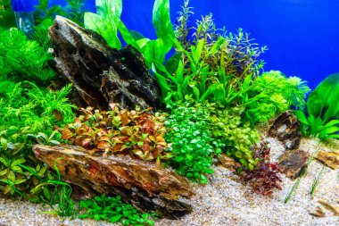 Su altı manzarası doğa akvaryum akvaryum akvaryumu çeşitli su bitkileri, taşlar ve bitki süslemeleri ile.