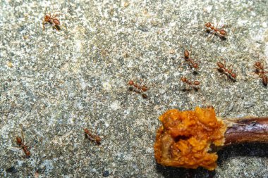 Birçok kırmızı karınca yiyecek bulmak için etrafta dolaşıyor..