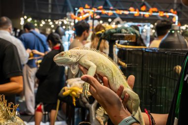 İnsanların elinde sarı Albino Iguana. Tayland 'da popüler bir evcil hayvan..