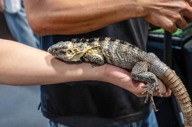 İnsanların elinde iguana. Tayland 'da popüler bir evcil hayvan..