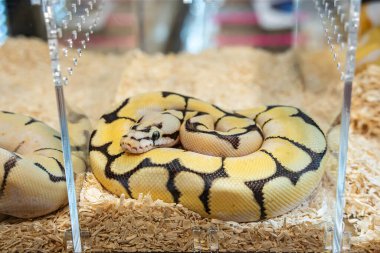Cam dolapta satılmayı bekleyen bir piton. Tayland 'da popüler bir evcil hayvan..