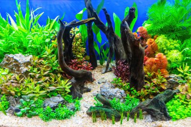 Underwater landscape nature forest style aquarium tank with a variety of aquatic plants, stones and herb decorations. clipart