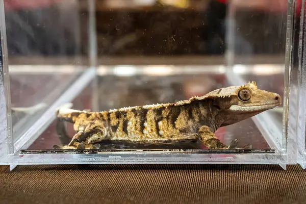 stock image A gecko in the acrylic cabinet waiting to be sold. It's a popular pet in Thailand.