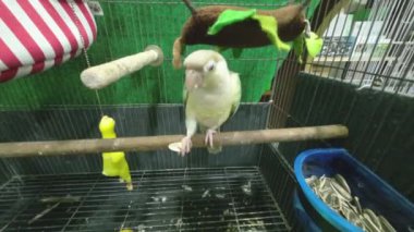 Yeşil yanaklı papağan ya da yeşil yanaklı koni bir kafeste ayçekirdeği yiyor. Tayland 'da popüler bir evcil hayvan..
