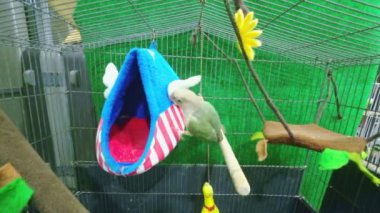 Yeşil yanaklı muhabbet kuşu ya da yeşil yanaklı koni yürüyor, kafese tırmanıyor. Tayland 'da popüler bir evcil hayvan..