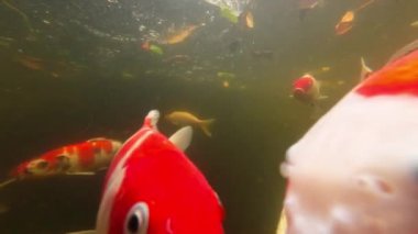 Göletteki atmosferde bir sürü KOI balığı var..