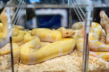 Cam dolapta satılmayı bekleyen bir piton. Tayland 'da popüler bir evcil hayvan..