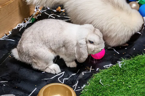 stock image The rabbit were in a stall with various toys. Bunny is a colloquial name for a rabbit. It's cute.