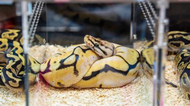 Cam dolapta satılmayı bekleyen bir piton. Tayland 'da popüler bir evcil hayvan..