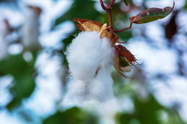 Yumuşak pamuklu pamuk ipliği doğa arka planında.