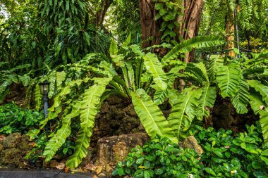 Asplenium nidus veya kuş yuvası eğreltiotu tropikal güneydoğu Asya, doğu Avustralya, Hawaii 'ye özgüdür..
