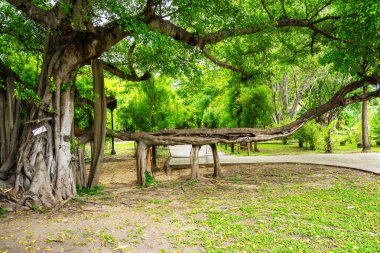 Eşsiz ve benzersiz büyük bir ağaç..