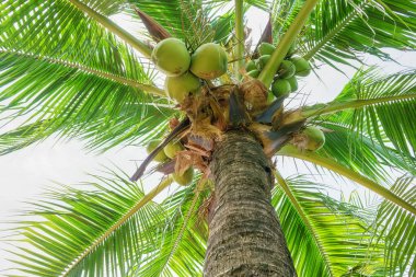 Hindistan cevizi ağacı, ağacın altı çok tehlikeli bir bölge..