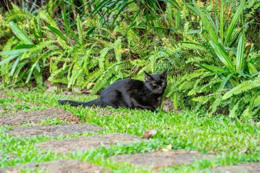 Kediler sevimli hayvanlardır. Uysal.