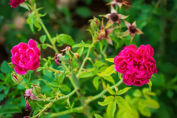 Rosa Damascena ya da İspanyol gülü ya da çiçek tarlasında İranlı gülü.