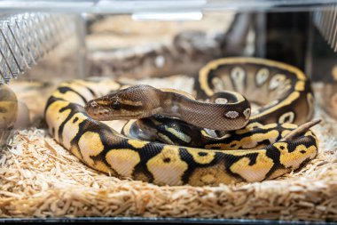 Akrilik dolapta satılmayı bekleyen bir piton. Tayland 'da popüler bir evcil hayvan..