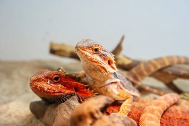 Sakallı ejderha Tayland 'da popüler bir evcil hayvandır..