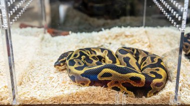 Cam dolapta satılmayı bekleyen bir piton. Tayland 'da popüler bir evcil hayvan..