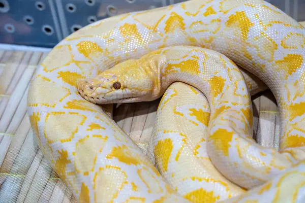 Albino Burma pitonu Tayland 'da popüler bir evcil hayvandır..