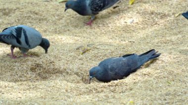 Güvercinler bir çeltik yığını içinde yiyecek arıyorlar..