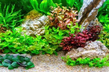 Su altı manzarası doğa akvaryum akvaryum akvaryumu çeşitli su bitkileri, taşlar ve bitki süslemeleri ile.