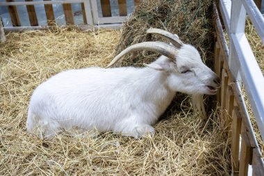 Angora keçisi ya da ankara, evcilleştirilmiş Türk keçi cinsidir..