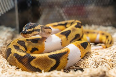 Akrilik dolapta satılmayı bekleyen bir piton. Tayland 'da popüler bir evcil hayvan..