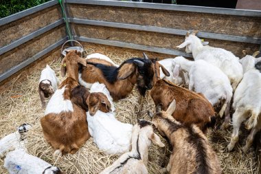 Tezgahtaki keçi yemek bekliyor..