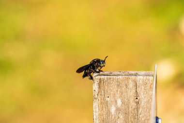 Xylocopa latipes, marangozgiller (Felidae) familyasından bir marangoz arısıdır..