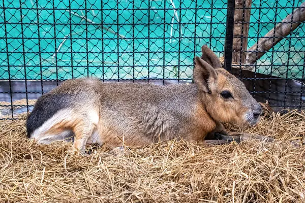 stock image Patagonian mara or patagonian cavy is a relatively large rodent, somewhat rabbit-like.