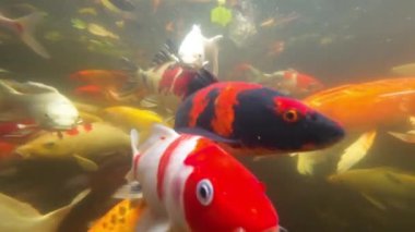 Göletteki atmosferde bir sürü KOI balığı var..