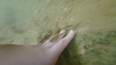 Şelalenin deresinde balık ellerini kemiriyor..