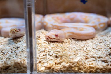 Akrilik dolapta satılmayı bekleyen bir piton. Tayland 'da popüler bir evcil hayvan..