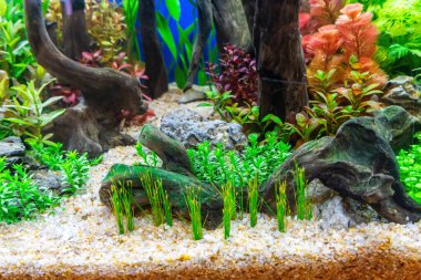 Su altı manzarası doğa akvaryum akvaryum akvaryumu çeşitli su bitkileri, taşlar ve bitki süslemeleri ile.