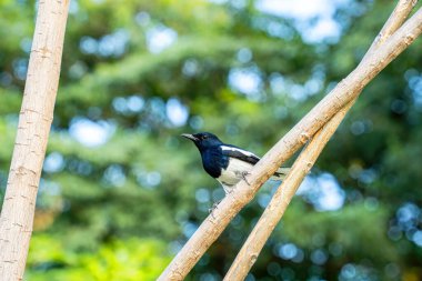 Doğulu magpie-robin bir dala tünemiş küçük bir kuştur..