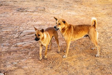 İki köpek birbiriyle oynuyor..