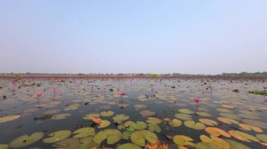 Take a scenic boat ride at Thung Bua Daeng, Bueng Lahan, Chaiyaphum, Thailand.