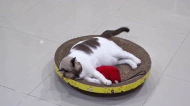 Kedi tırmalayıcı kartonda dinleniyor.