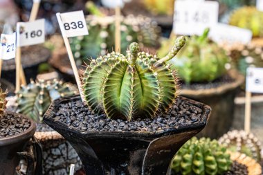 Kaktüsler kumlu toprağa ekilir. Çölde bir bitki..