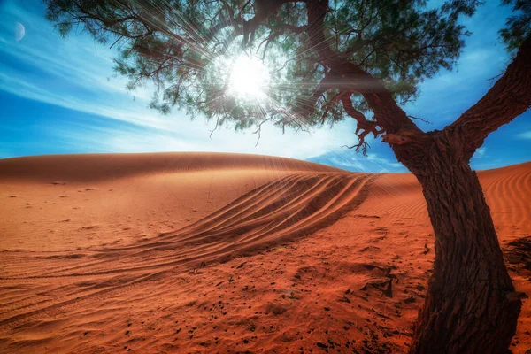 The only tree in the desert. Sun, sand and tree. Sahara desert.