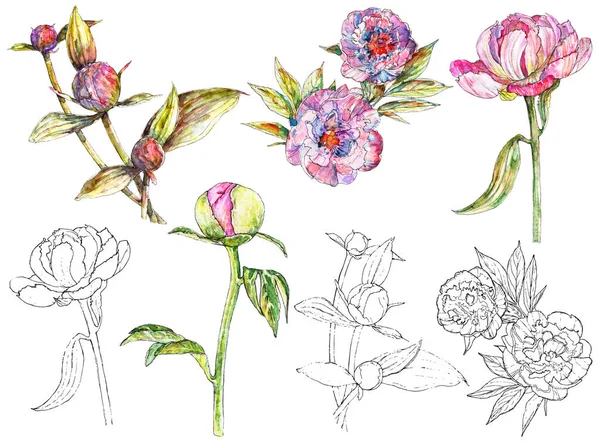 牡丹の花や蕾のベクトルセットとインクの図面 — ストックベクタ