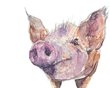 Bir domuzun suluboya çizimi ve vektör izi